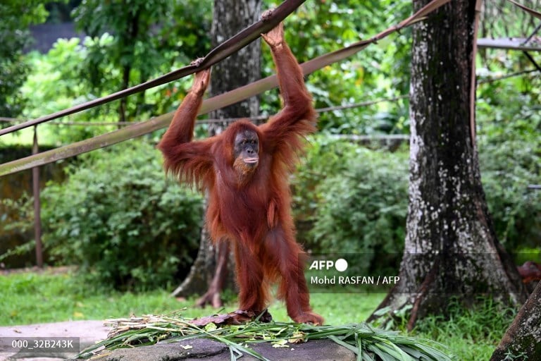 Apes to stay at home as Malaysia tweaks 'orangutan diplomacy'